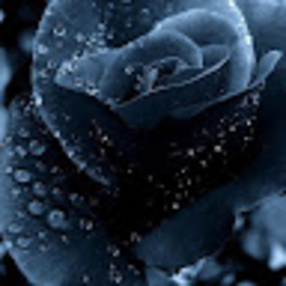 Meet your Posher, Carissa